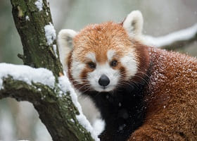 RedPanda