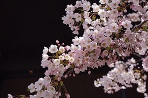 cherryblossom