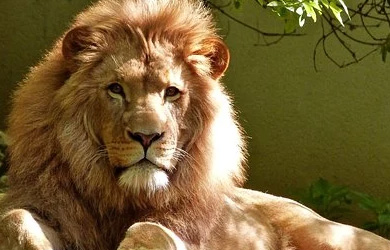 ライオン